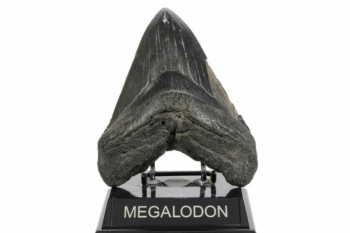 Huge Fossil Megalodon Tooth - South Carolina #369995